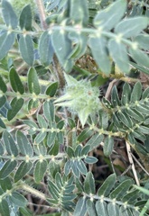 Tribulus terrestris