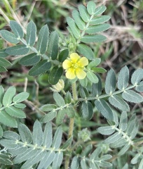 Tribulus terrestris