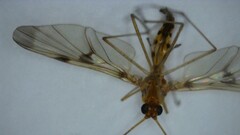 Macrocera phalerata
