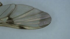 Macrocera phalerata