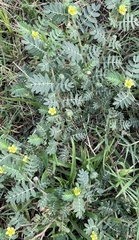 Tribulus terrestris