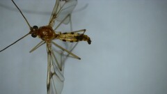 Macrocera phalerata