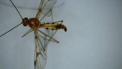 Macrocera phalerata