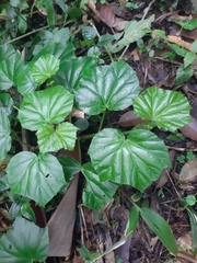 Begonia convolvulacea