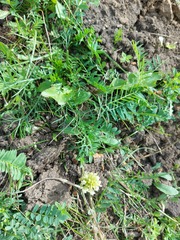 Astragalus inopinatus