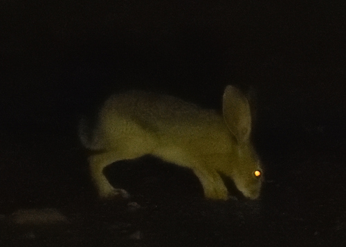 Black-tailed Jackrabbit photographed in Arizona