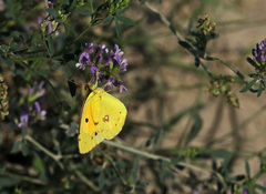 Colias croceus