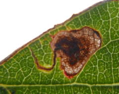 Stigmella plagicolella