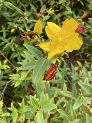 Hypericum × hidcoteense