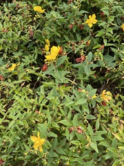 Hypericum × hidcoteense