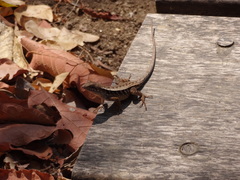 Sceloporus siniferus