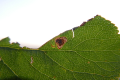 Stigmella plagicolella