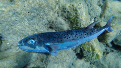 Lagocephalus sceleratus