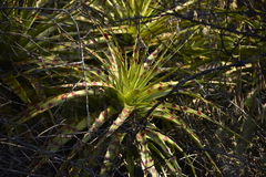 Hechtia glomerata