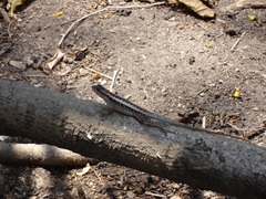 Sceloporus siniferus