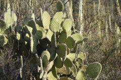 Opuntia pilifera