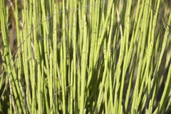 Euphorbia rossiana