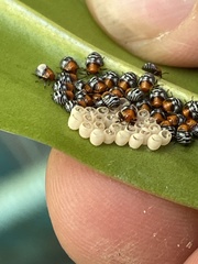 Pentatominae