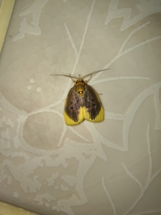 Ballatha aurata