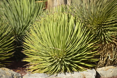 Agave stricta