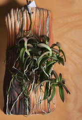 Epidendrum porpax