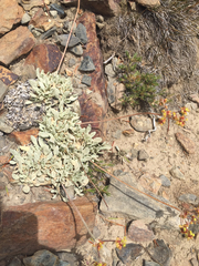 Oligogonum