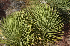 Agave stricta