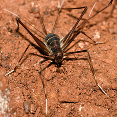 Phalangopsis