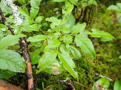 Vaccinium myrtilloides image