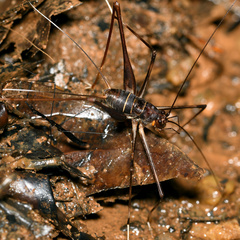 Phalangopsis