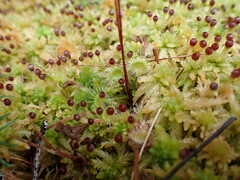 Drosera rotundifolia image