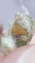 Anthodiplosis rudimentalis