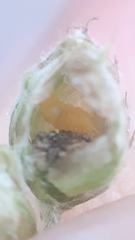 Anthodiplosis rudimentalis