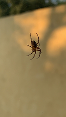 Araneus diadematus