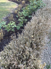 Cydalima perspectalis