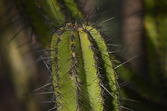 Isolatocereus dumortieri