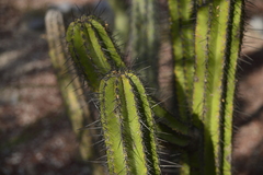 Isolatocereus dumortieri