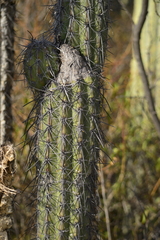 Lemaireocereus hollianus