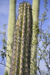 Lemaireocereus hollianus