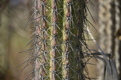 Lemaireocereus hollianus