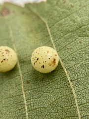 Caryomyia tuberculata