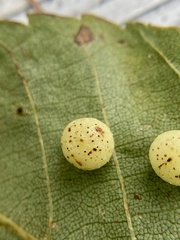 Caryomyia tuberculata