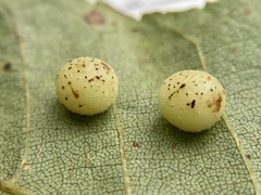 Caryomyia tuberculata