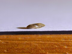 Hippeutis complanatus