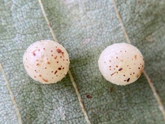 Caryomyia tuberculata