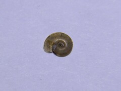 Hippeutis complanatus