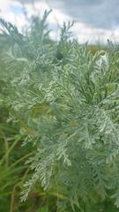Artemisia messerschmidtiana