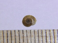 Hippeutis complanatus