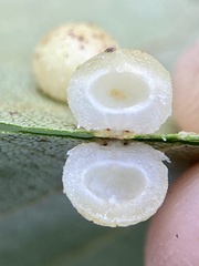 Caryomyia tuberculata