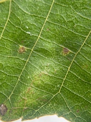 Caryomyia tuberculata